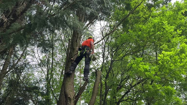 Professional Tree Services in Goodlettsville, TN